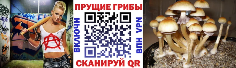 Псилоцибиновые грибы Psilocybine cubensis  мориарти какой сайт  OMG ТОР  Янаул  закладки 